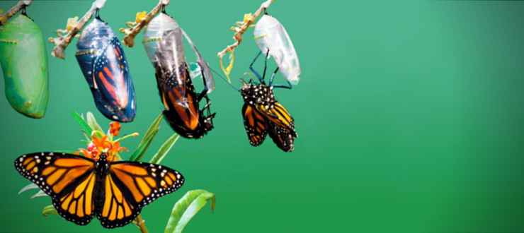 A DevOps Metamorphosis Echoes Through Reverb.com