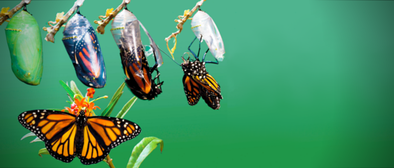 A DevOps Metamorphosis Echoes Through Reverb.com