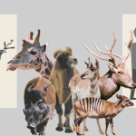 ADOC evolution