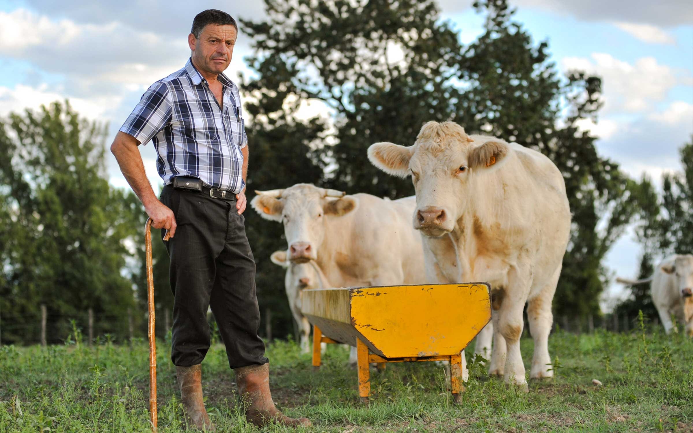 Cows in a field with farmer