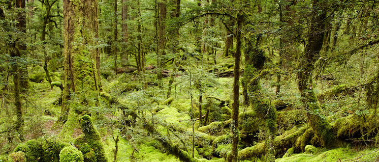 swampUp JFrog forest
