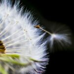release management, software
