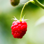 A single raspberry hangs from a bush