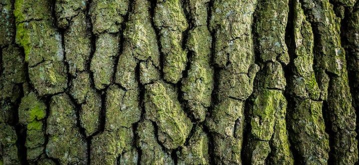 bark of a tree with green moss on it